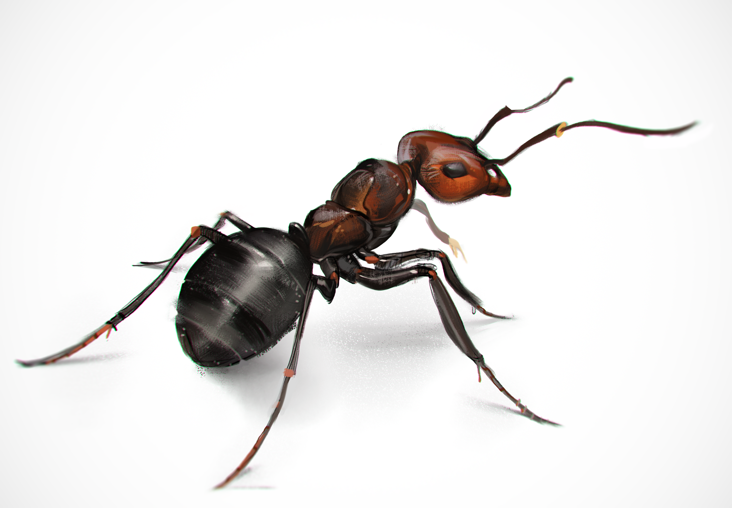 Ant PNG Image for Free Download
