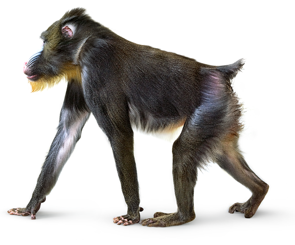Baboon PNG Transparent Baboon.PNG Images. | PlusPNG