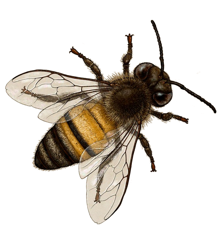 Bee PNG Transparent Bee.PNG Images. | PlusPNG