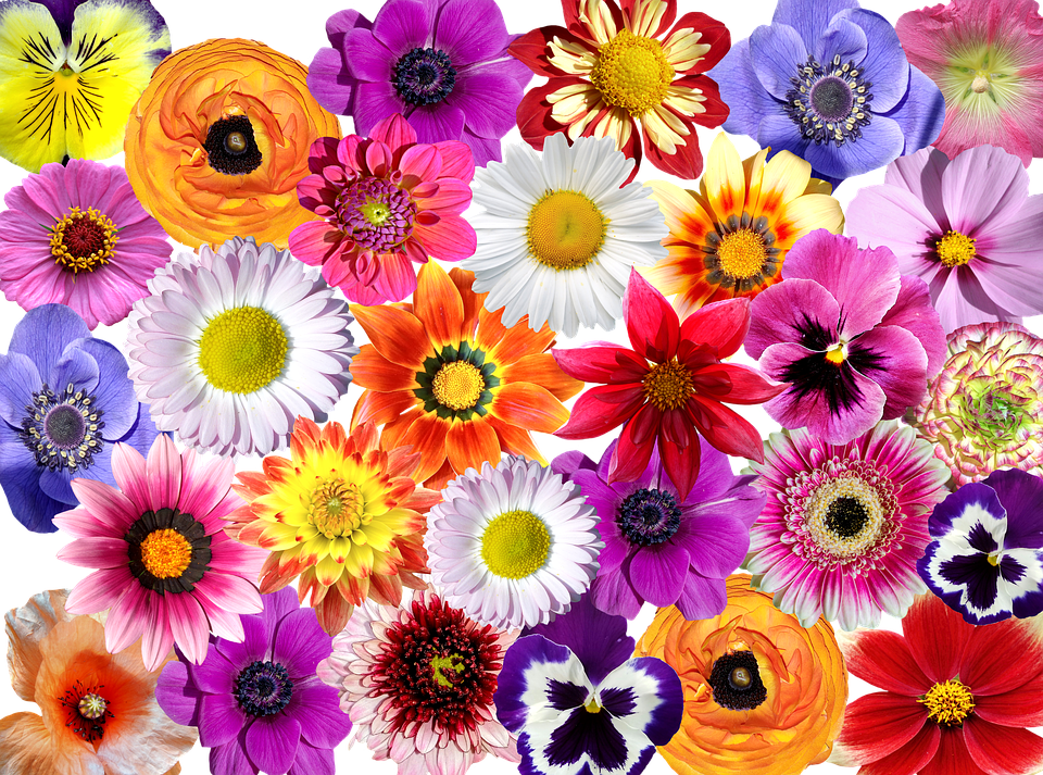 Png Bilder Blumen : Rosen Blumen Rahmen - Kostenloses Foto auf Pixabay