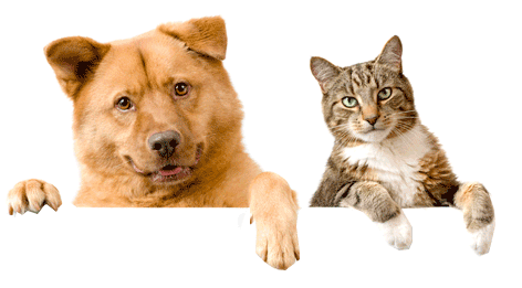 Cat And Dog Png No Background Transparent Cat And Dog No