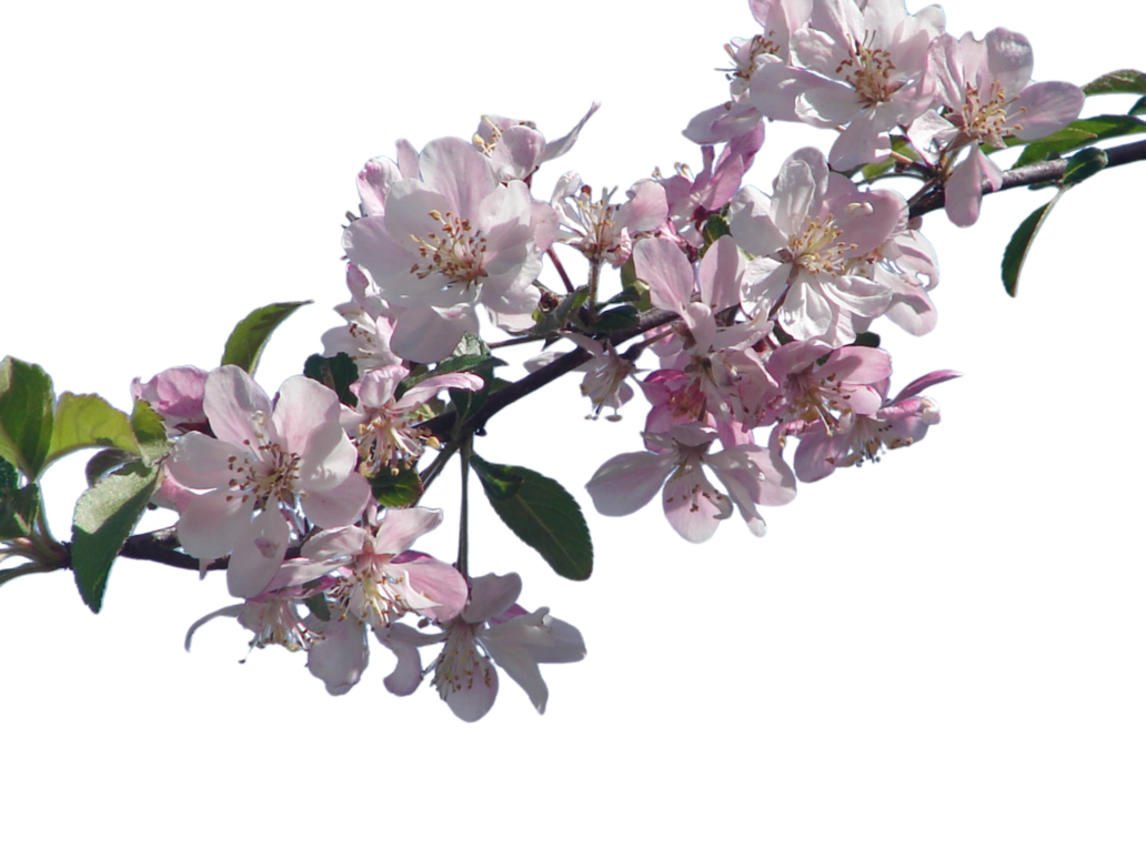 Cherry Blossom PNG HD Transparent Cherry Blossom HD.PNG Images. PlusPNG