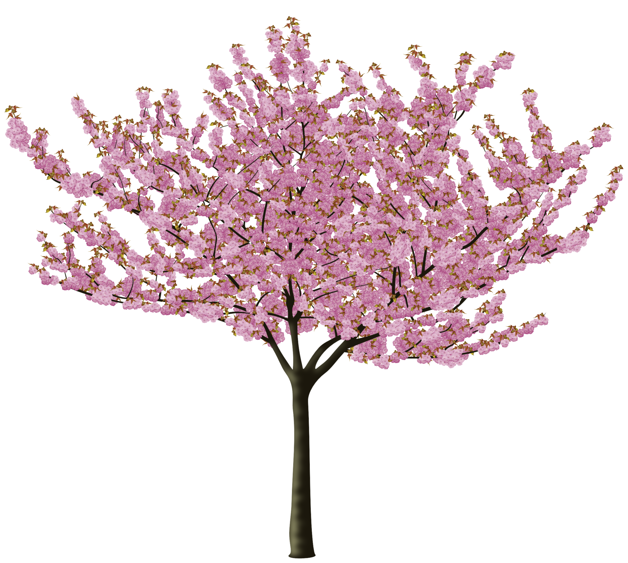 Cherry Blossom Tree PNG HD Transparent Cherry Blossom Tree HD.PNG