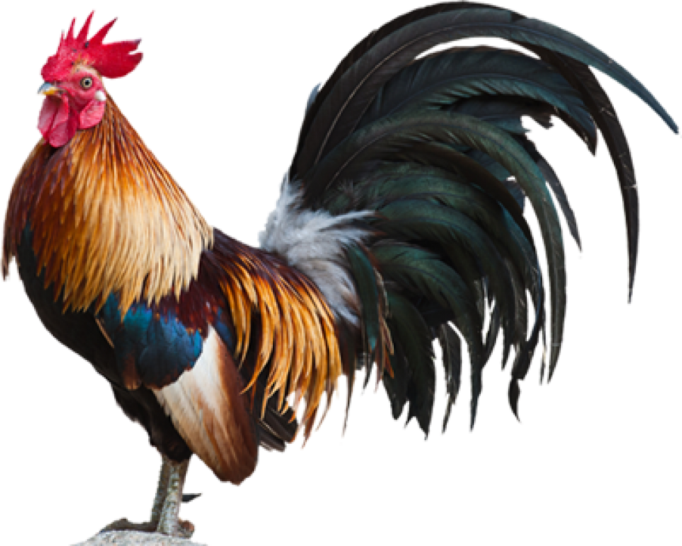 Big Rooster Png Free Logo Image
