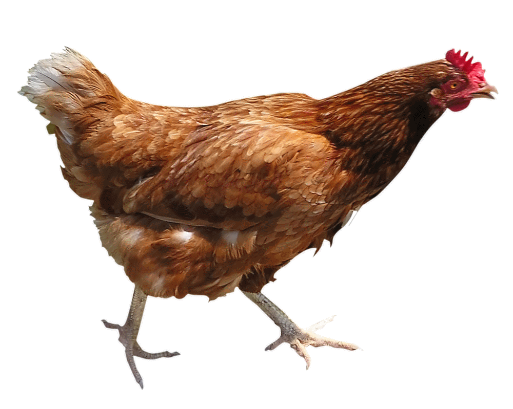 Cute Chicken PNG HD Transparent Cute Chicken HD.PNG Images. | PlusPNG