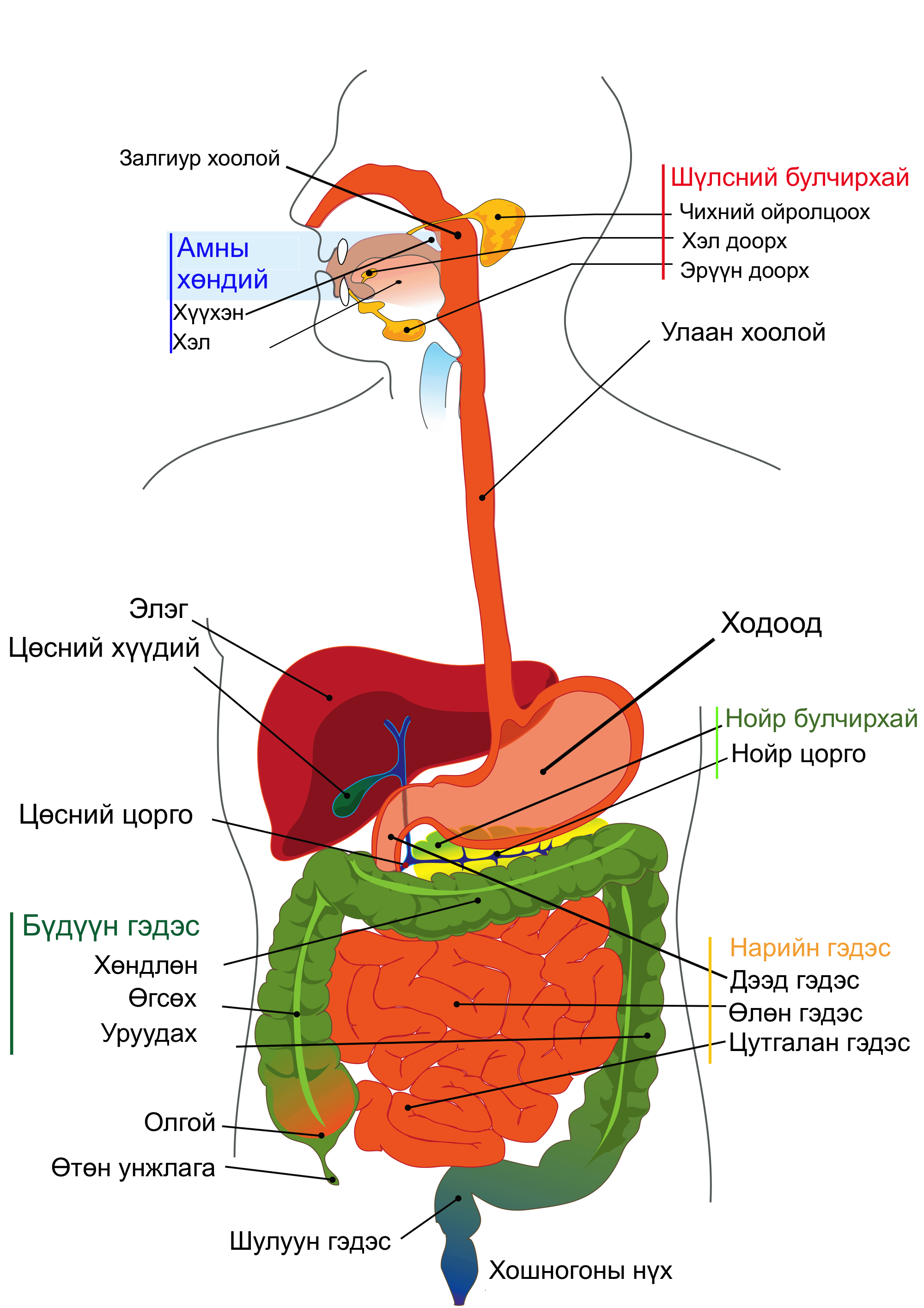 Digestive System PNG HD Transparent Digestive System HD.PNG Images