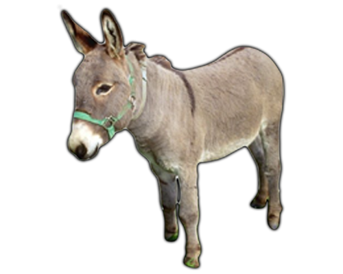 Donkey Hd Png Transparent Donkey Hdpng Images Pluspng