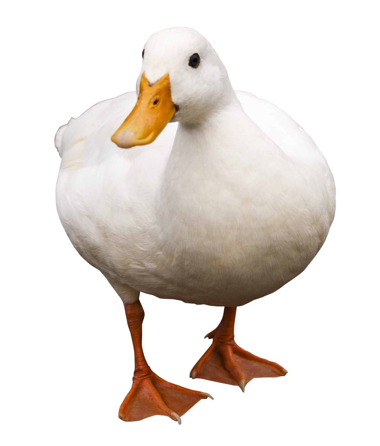 Duck HD PNG Transparent Duck HD PNG Images PlusPNG