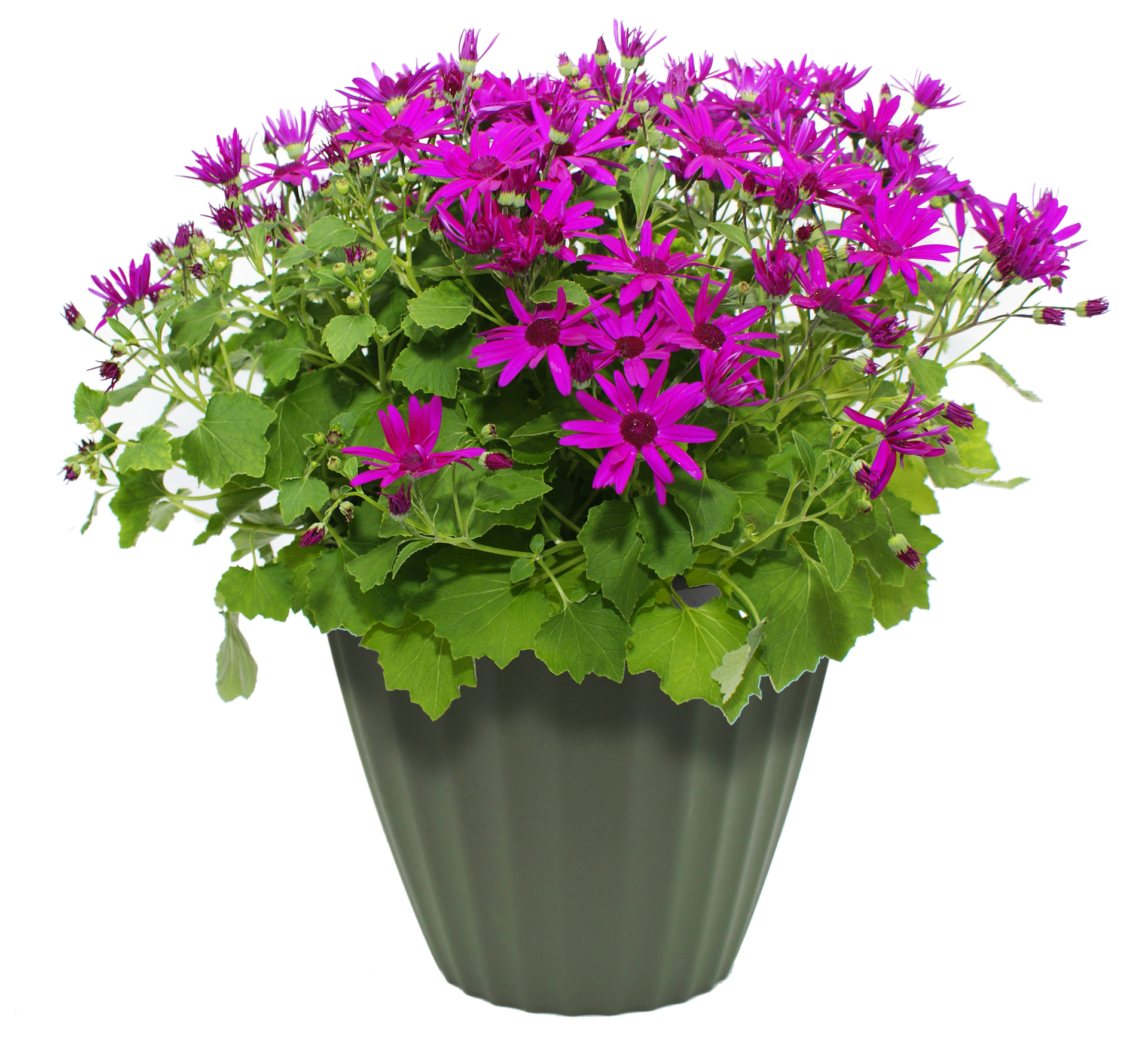 transparent png flower pots