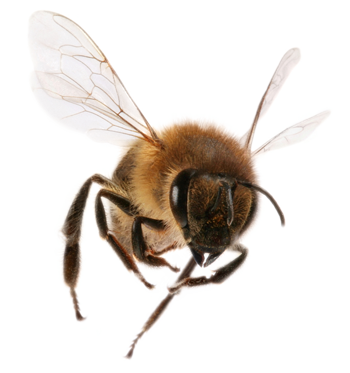 Free PNG Honey Bee Transparent Honey Bee.PNG Images. | PlusPNG