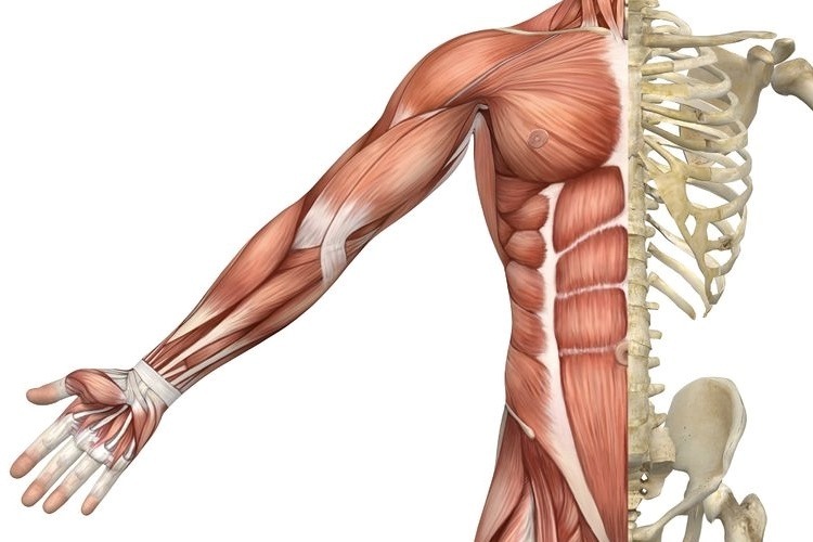muscle-tissue-png--750
