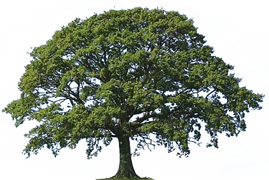 Narra Tree PNG Transparent Narra Tree.PNG Images. | PlusPNG