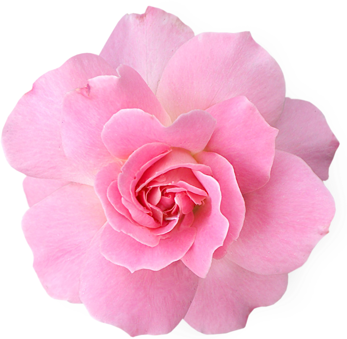 Flowers Png Pink