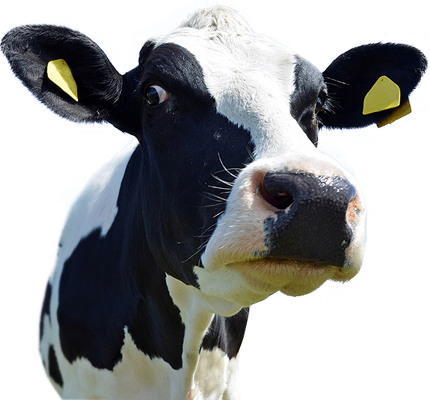 PNG Cow Head Transparent Cow Head.PNG Images. | PlusPNG