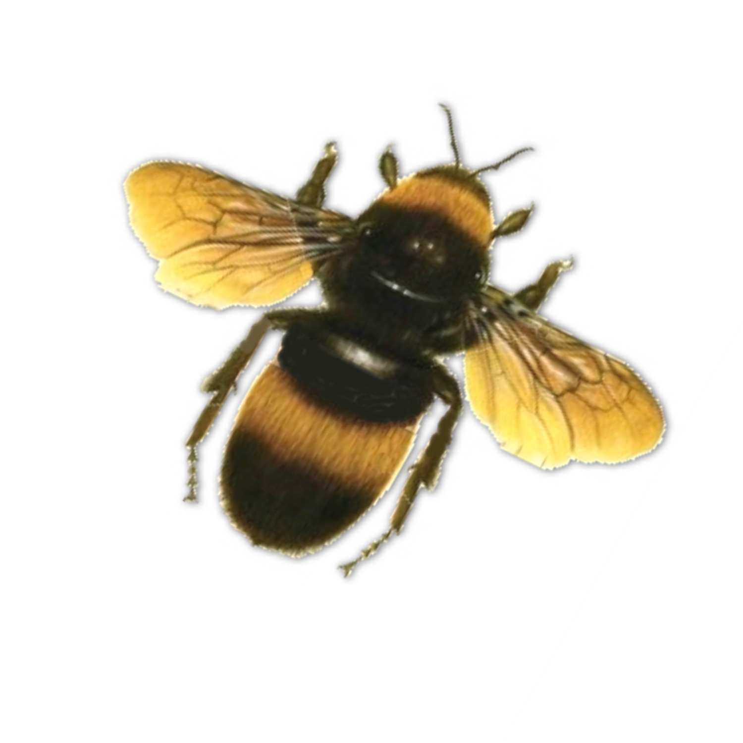 PNG HD Bee Transparent HD Bee.PNG Images. | PlusPNG