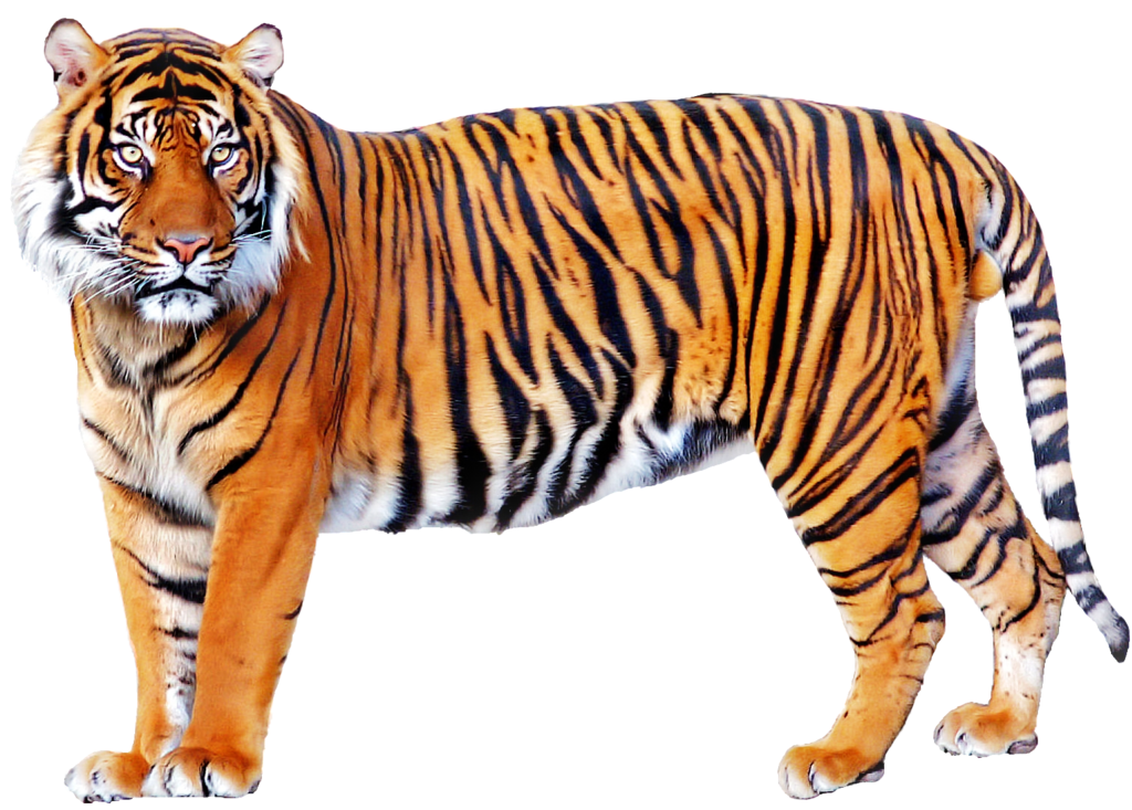 Png Hd Images Of Animals Transparent Hd Images Of Animalspng Images