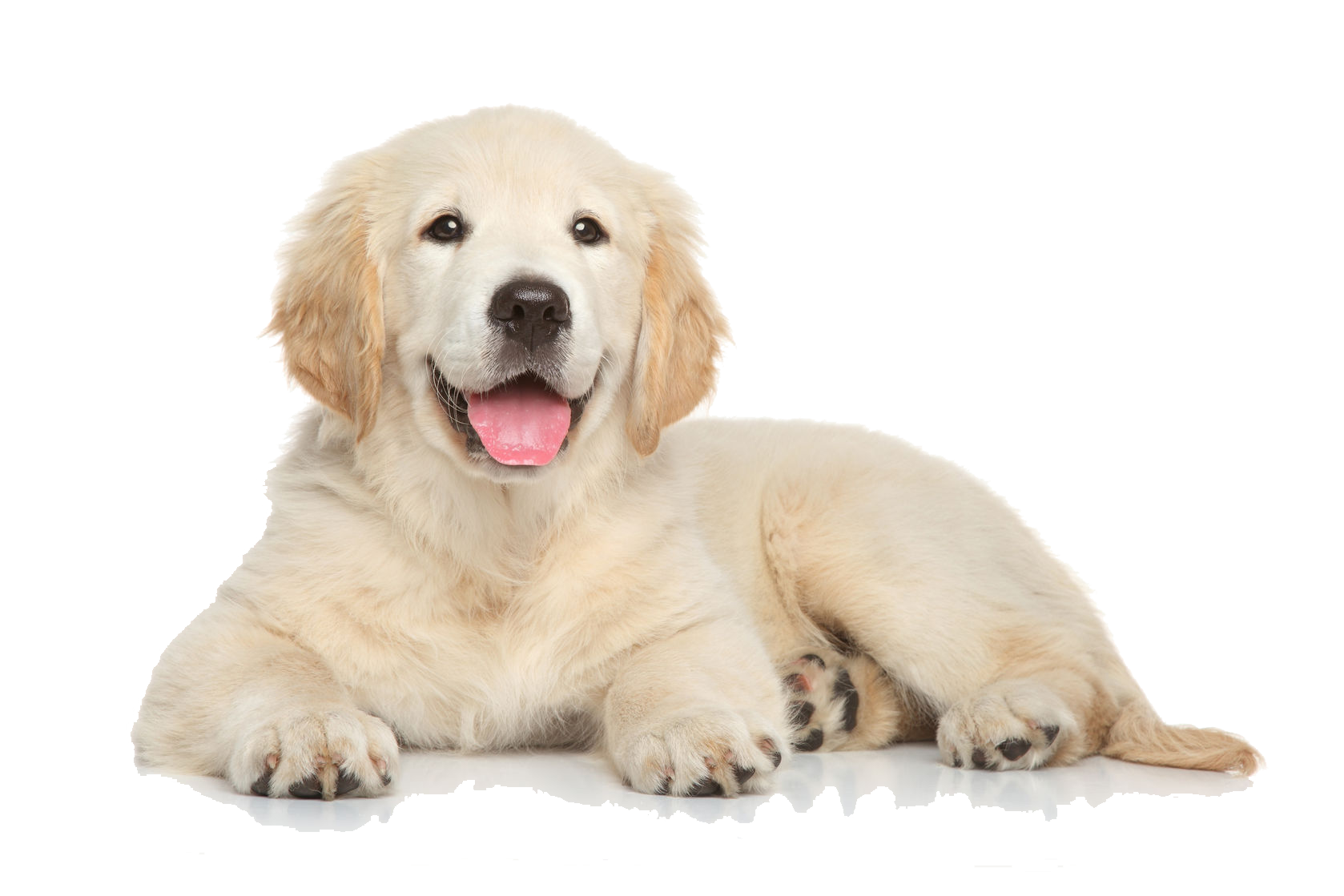 PNG HD Of Puppies Transparent HD Of Puppies.PNG Images ...