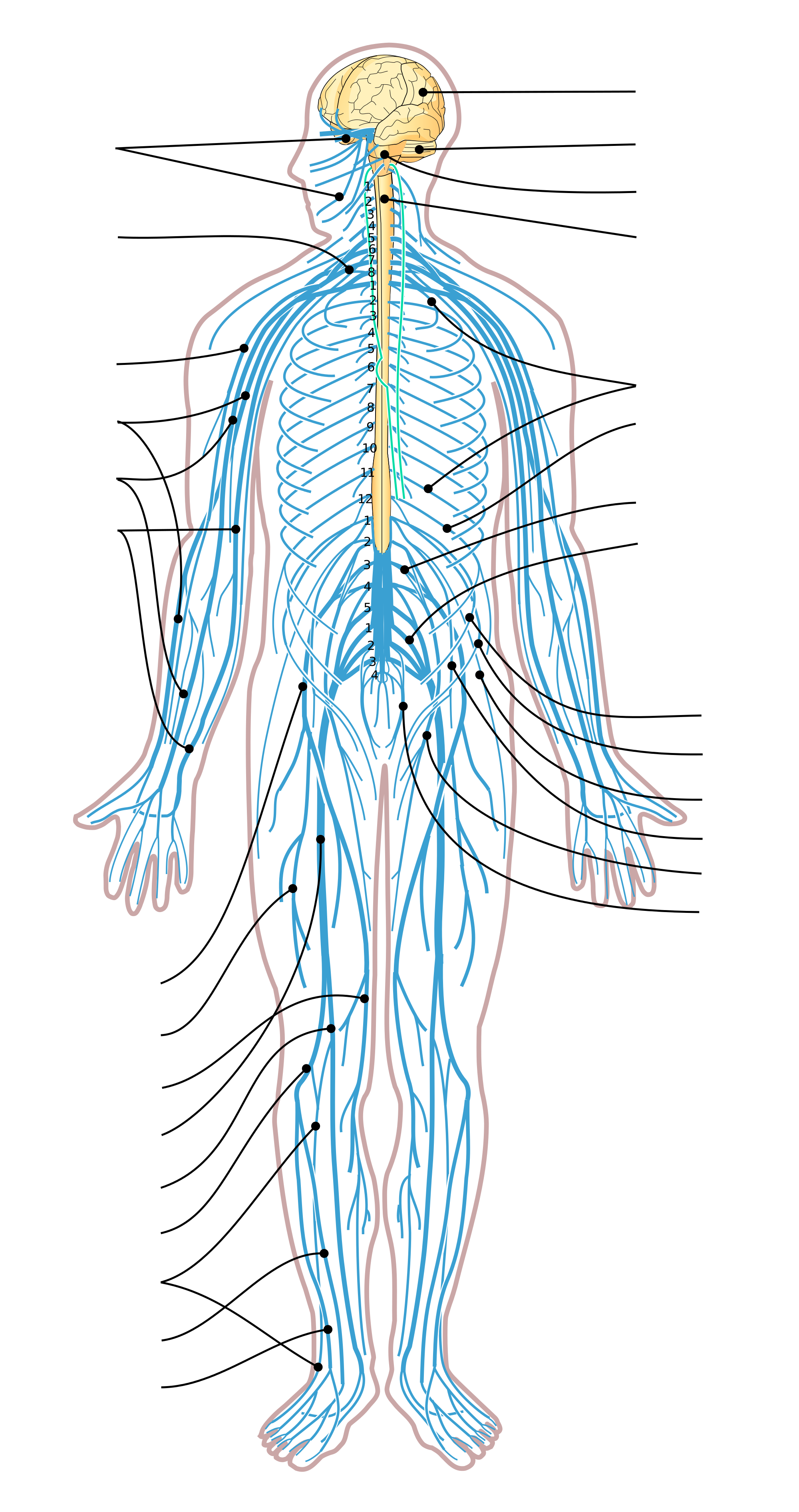 PNG Nervous System Transparent Nervous System.PNG Images. | PlusPNG