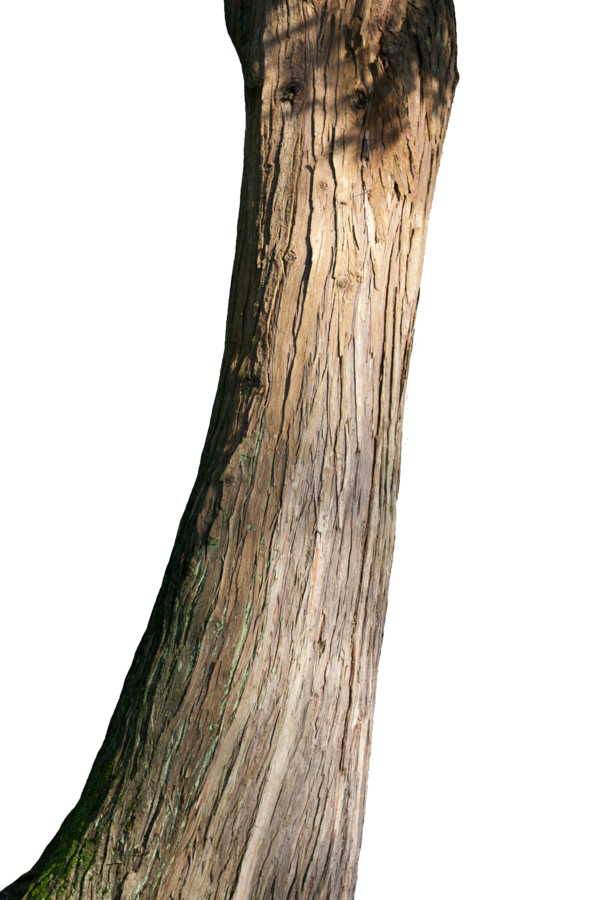 PNG Tree Trunk Transparent Tree Trunk.PNG Images. | PlusPNG