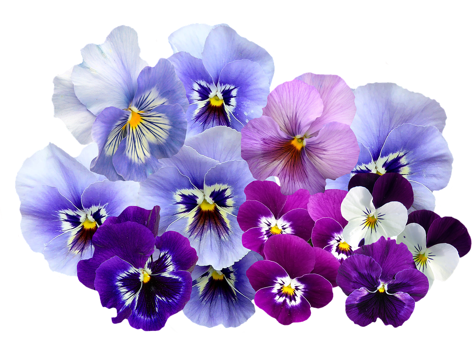 PNG Violets Flowers Transparent Violets Flowers.PNG Images. | PlusPNG