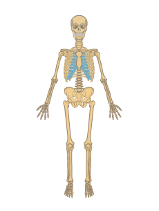 Skeletal System PNG HD Transparent Skeletal System HD.PNG Images. | PlusPNG