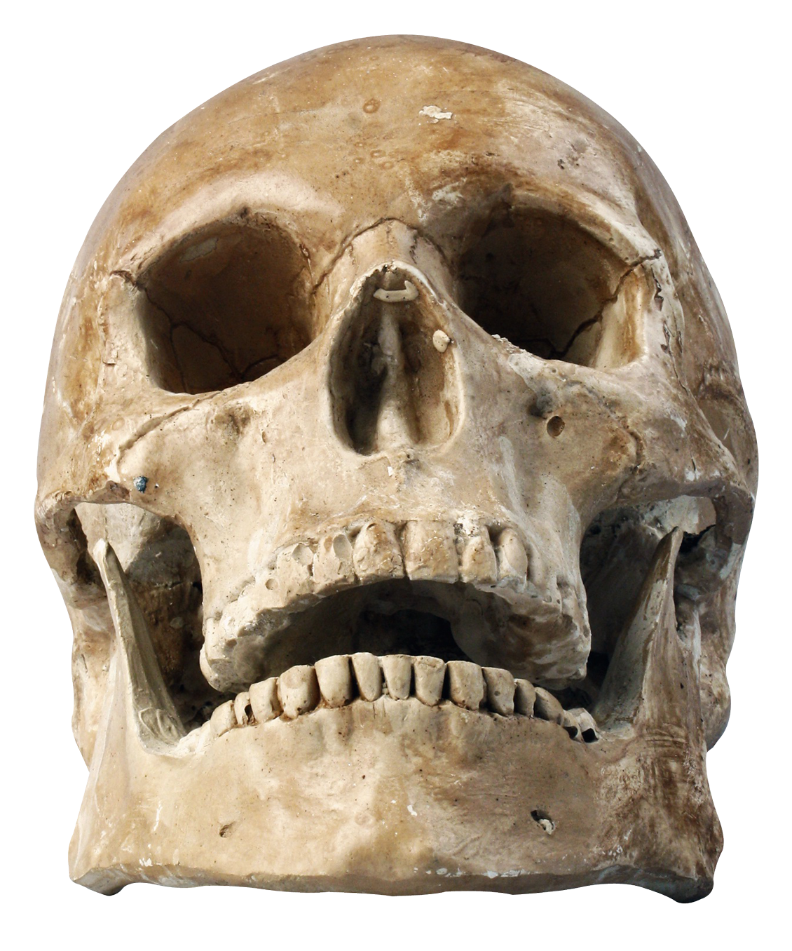 Skull PNG Transparent Skull.PNG Images. | PlusPNG