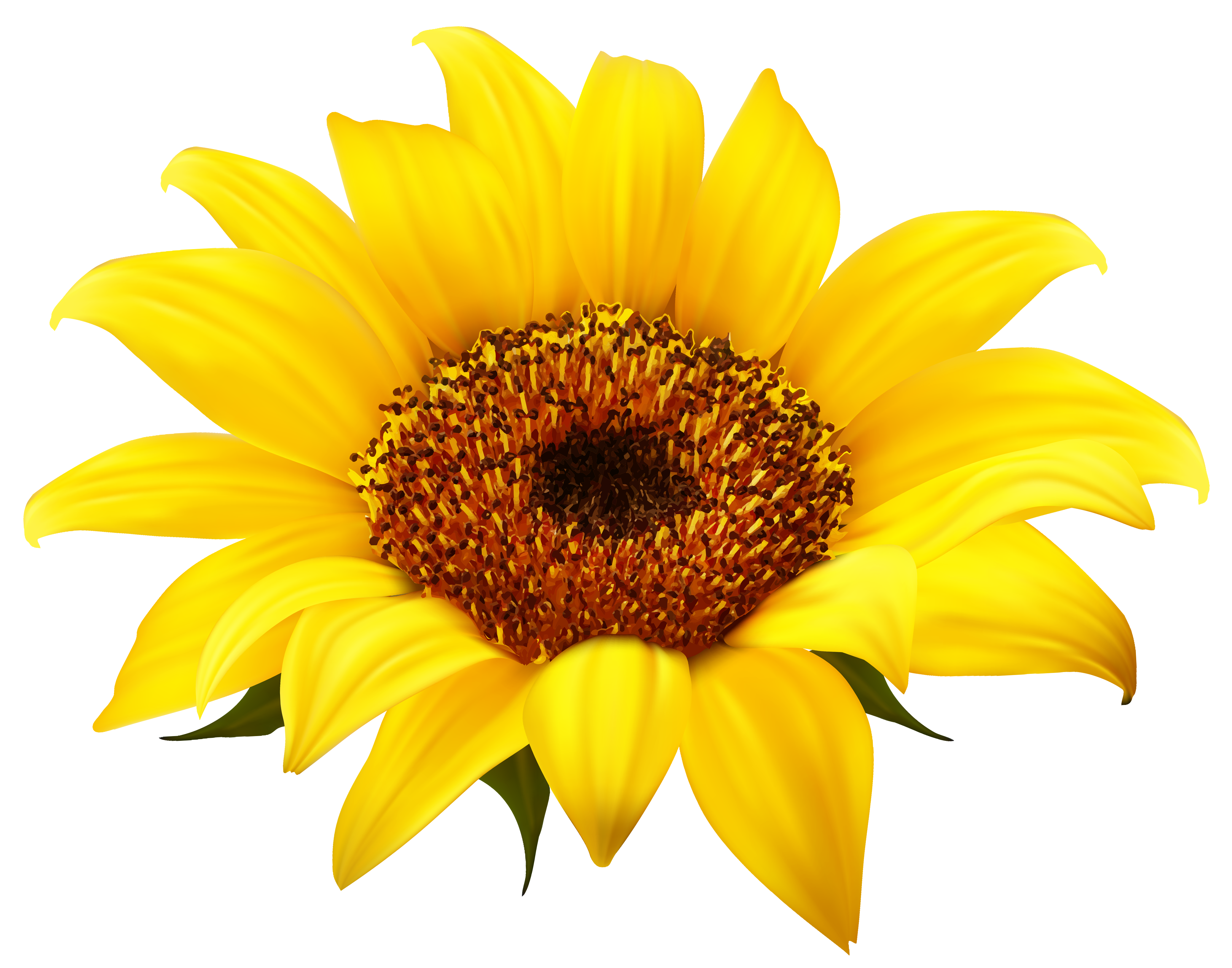 Sunflowers Png Transparent Sunflowerspng Images Pluspng