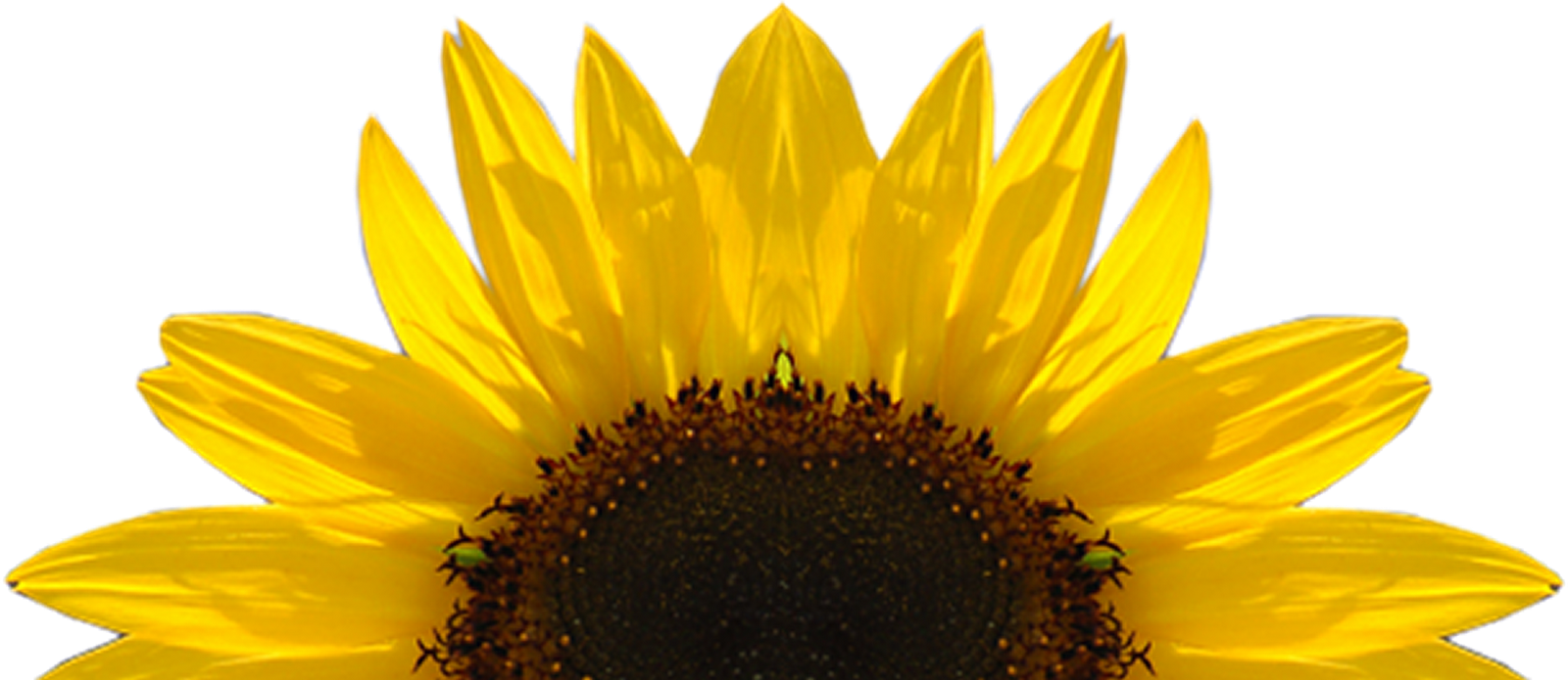 Sunflowers PNG Transparent Sunflowers.PNG Images. | PlusPNG