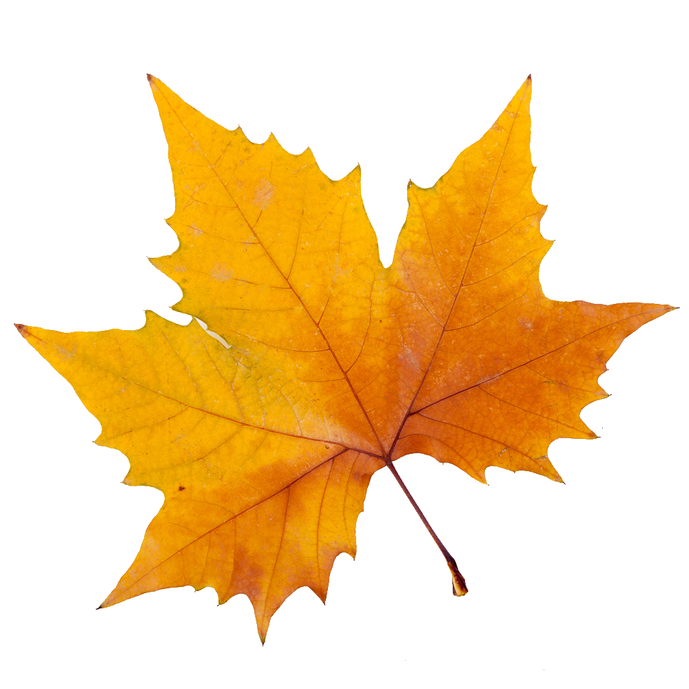 Sycamore Tree Leaf PNG Transparent Sycamore Tree Leaf.PNG Images. | PlusPNG