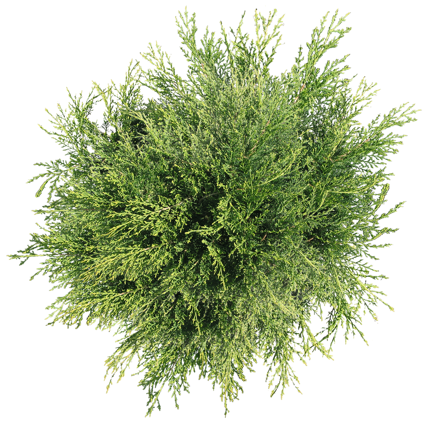Tree Png Top View Transparent Tree Top Viewpng Images Pluspng