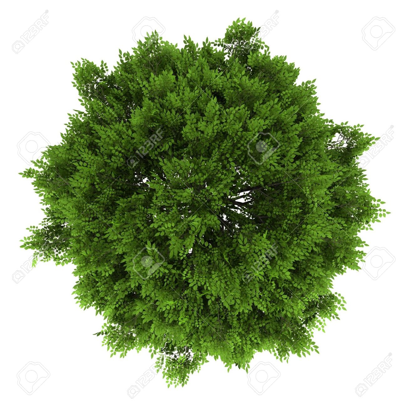 Tree PNG Top View Transparent Tree Top View.PNG Images. | PlusPNG