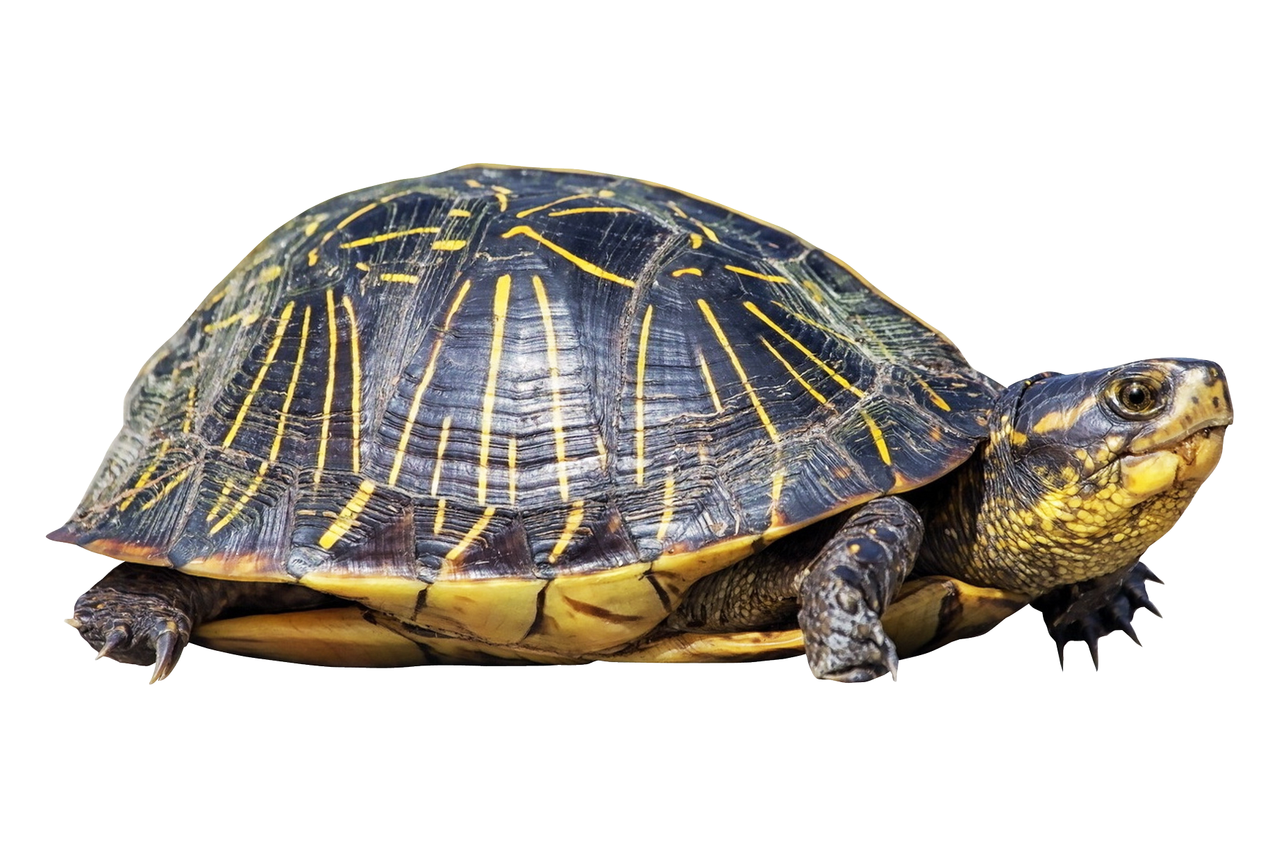 Turtle Shell Png Hd Transparent Turtle Shell Hdpng Images Pluspng