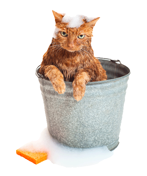 Wet Cat PNG Transparent Wet Cat.PNG Images. | PlusPNG