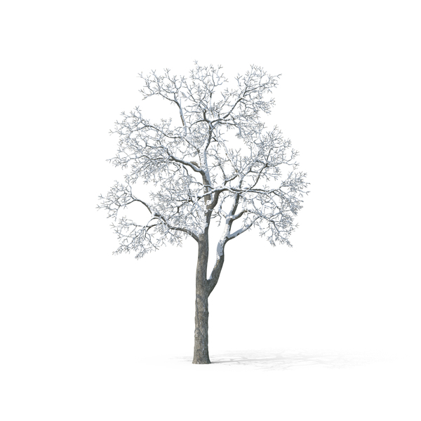 White Birch Tree PNG Transparent White Birch Tree.PNG Images. | PlusPNG