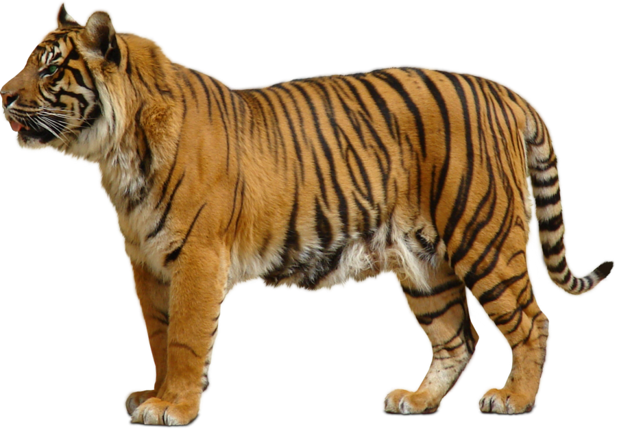 Wild Animals Png Transparent Wild Animalspng Images Pluspng