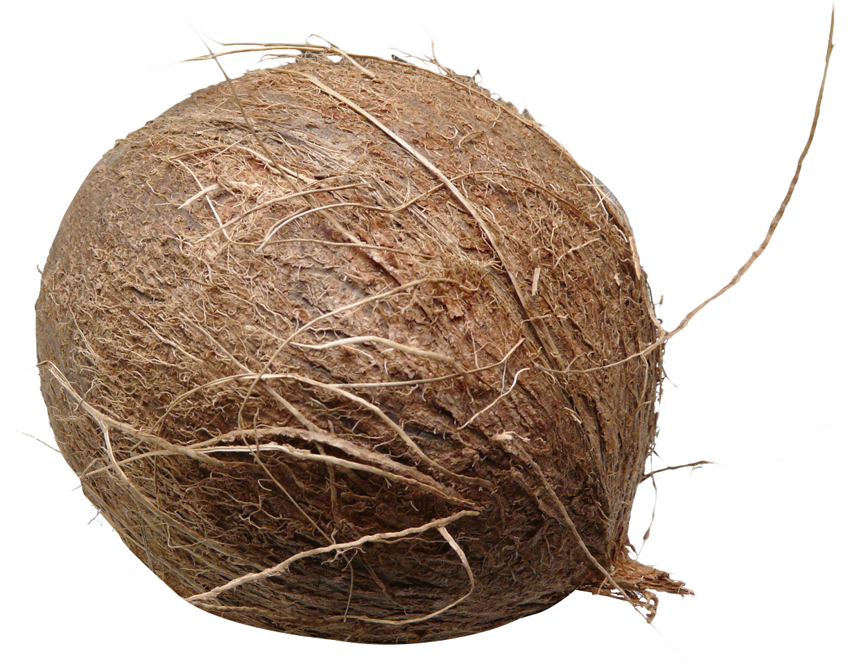 Coconut PNG - 106
