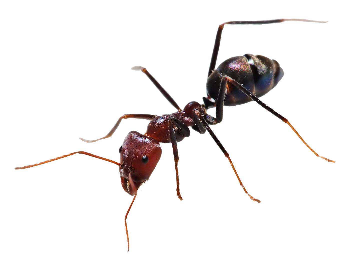 Ant PNG - 420