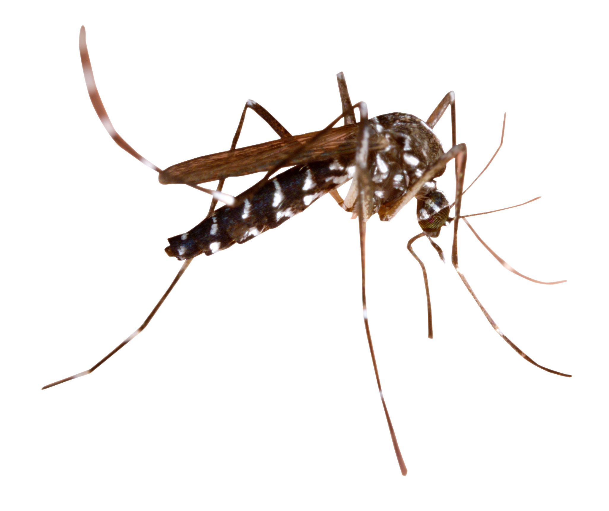 Mosquito PNG - 219