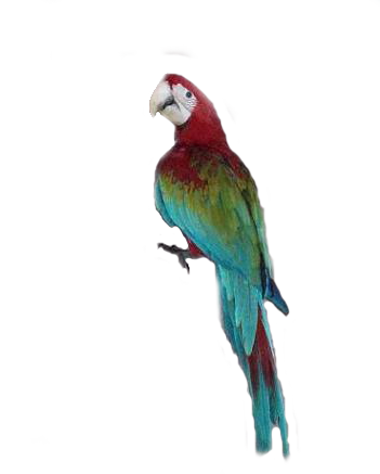Macaw PNG - 5248