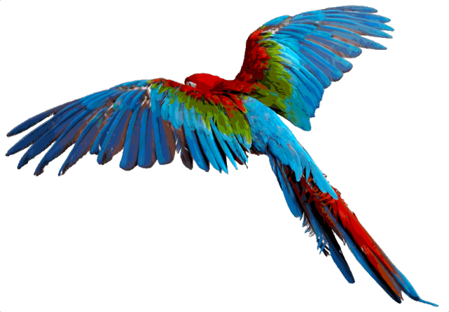 Macaw PNG - 5252