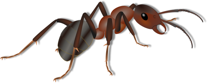 Ant PNG - 430