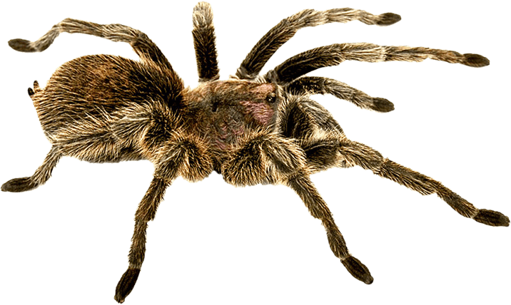 Spider PNG - 1374