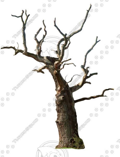 A Dying Tree PNG - 164640