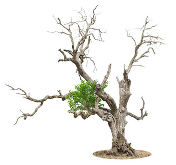 A Dying Tree PNG - 164637