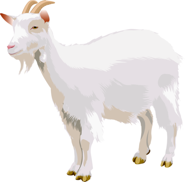 A Goat PNG - 158882