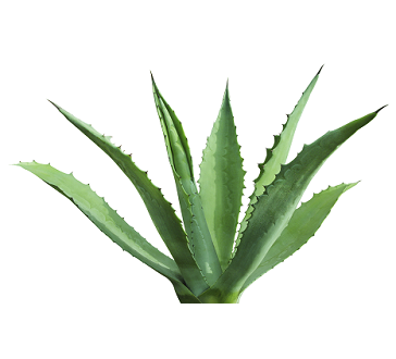 Agave PNG - 160722