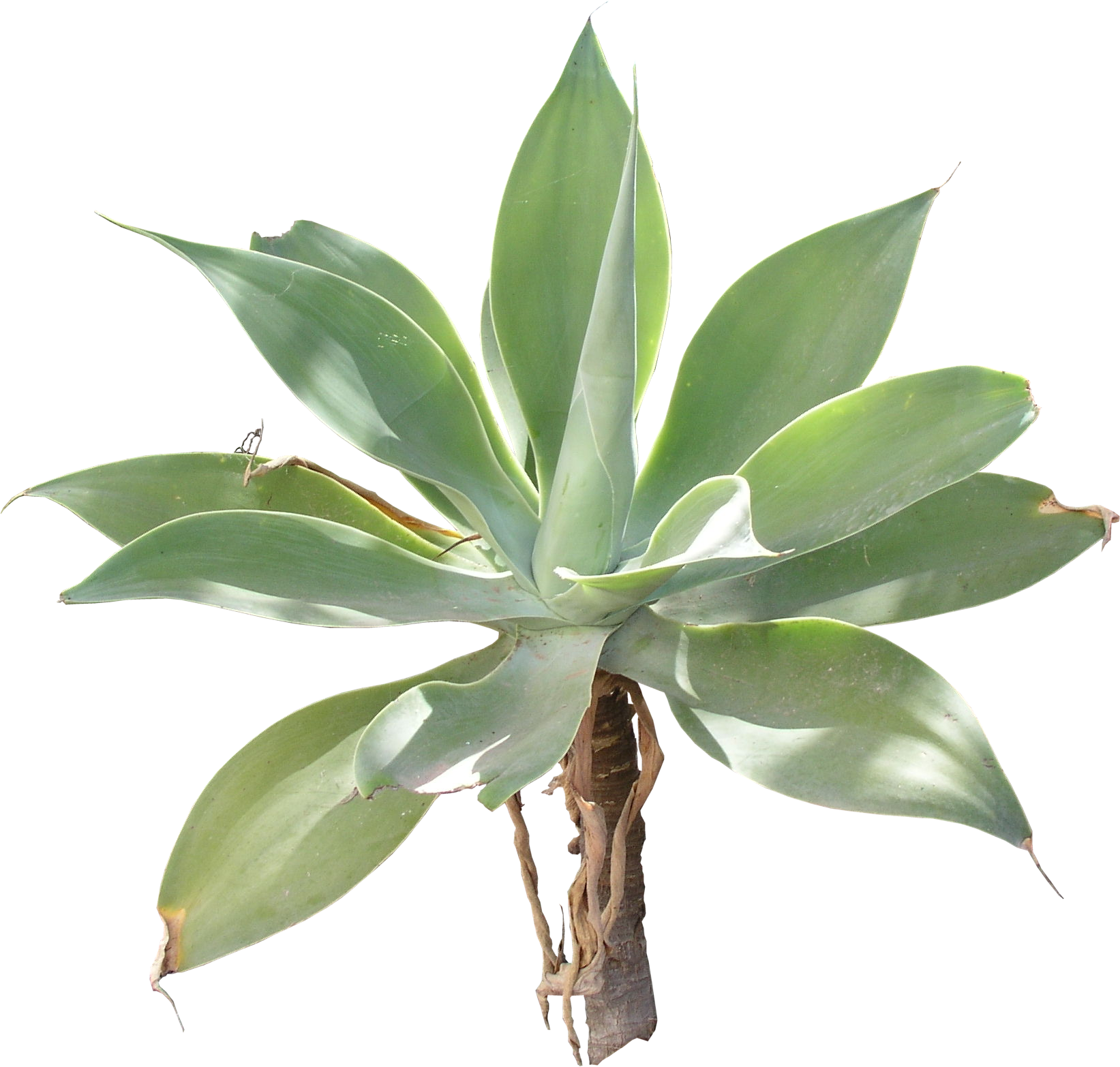 Agave PNG