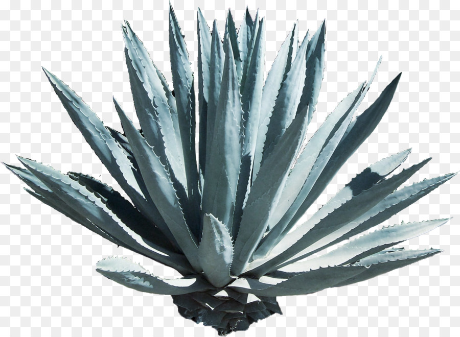 Agave PNG-PlusPNG.com-364