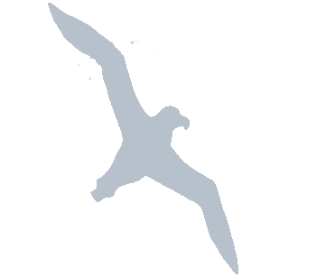 Albatross PNG - 26159