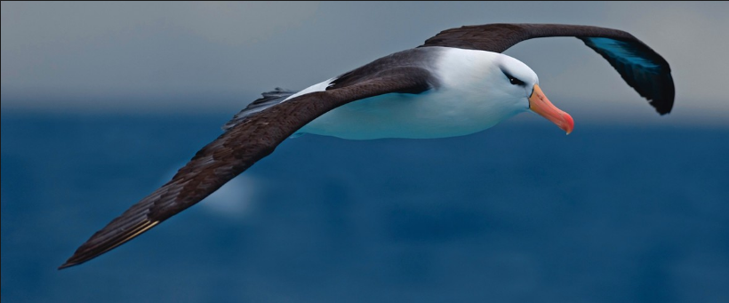 Albatross PNG - 26163